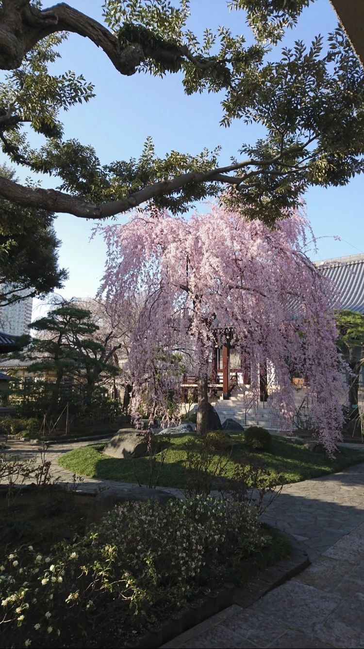 篠山朝子ヴァイオリン教室のサムネイル画像 2