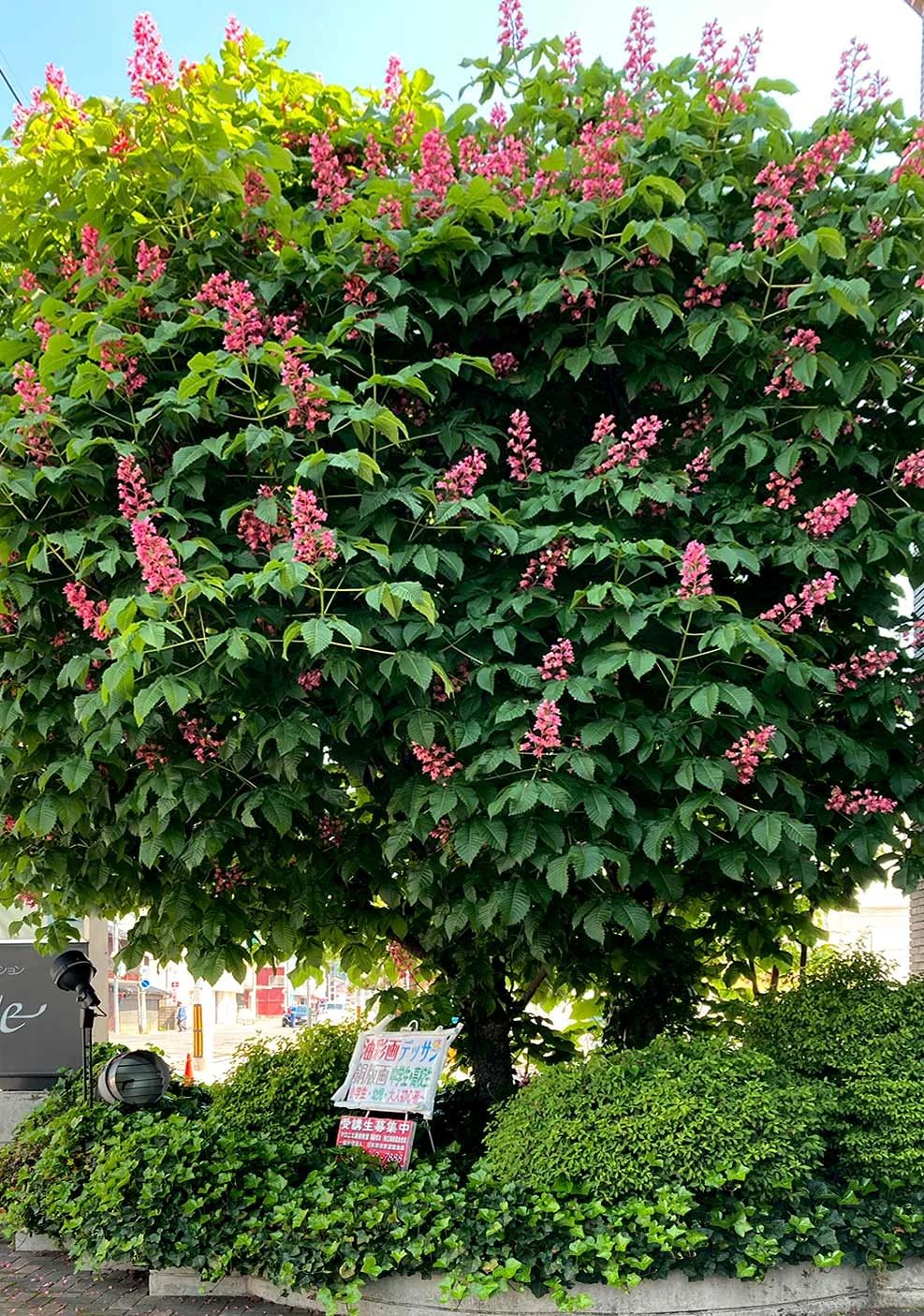 アーテックエジソンアカデミー マロニエ美術造形教室のサムネイル画像 3