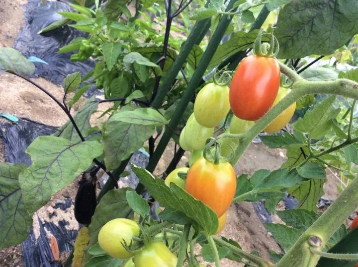 シェア畑 武庫川のサムネイル画像 2