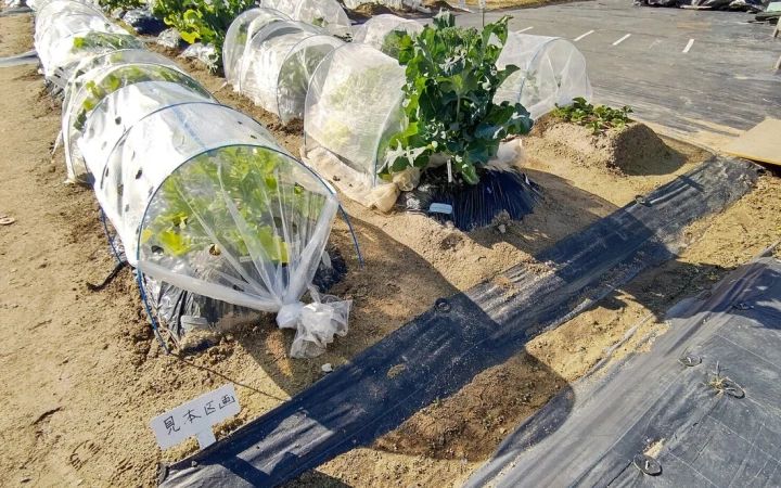 シェア畑 伊丹昆陽里のサムネイル画像 3