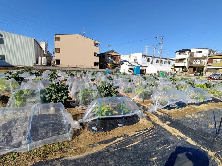 シェア畑 伊丹昆陽里のサムネイル画像 4