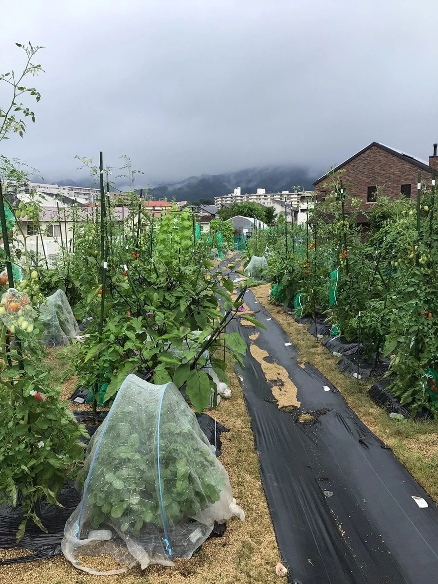 シェア畑 夙川グリーンプレイス前のサムネイル画像 2