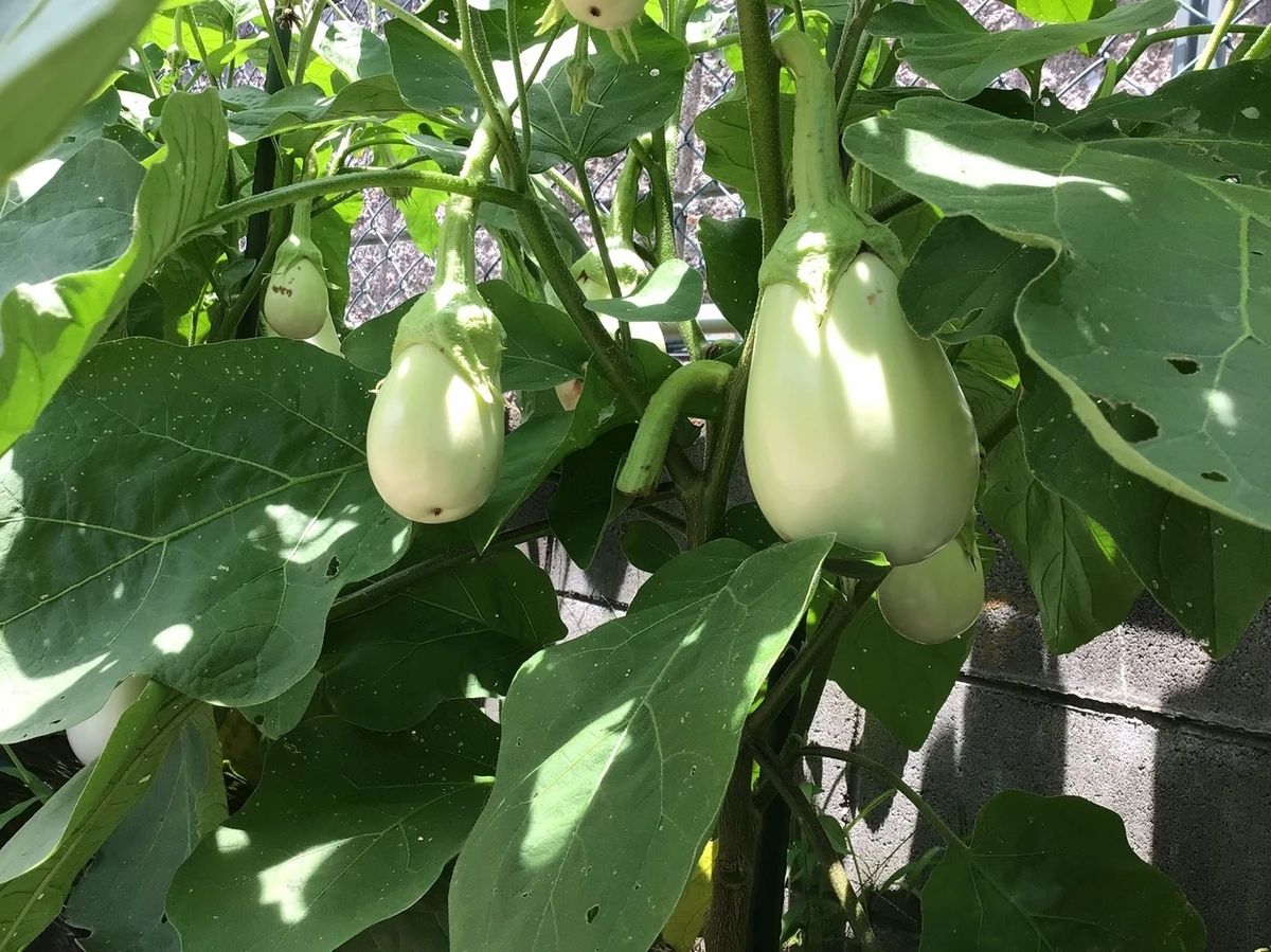 シェア畑 武庫大橋のサムネイル画像 3