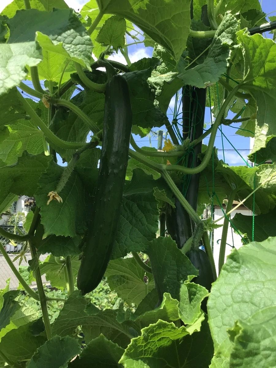 シェア畑 武庫大橋のサムネイル画像 4