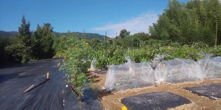 シェア畑 嵯峨嵐山のサムネイル画像 3