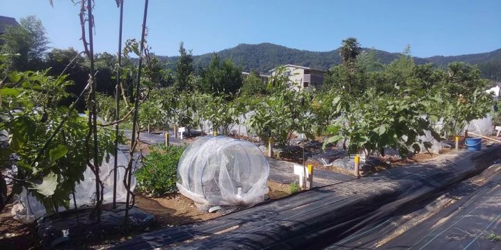 シェア畑 嵯峨嵐山のサムネイル画像 4