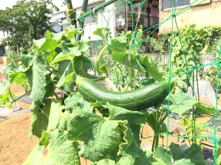 シェア畑 葛飾柴又のサムネイル画像 2