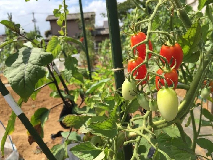 シェア畑 葛飾柴又のサムネイル画像 3