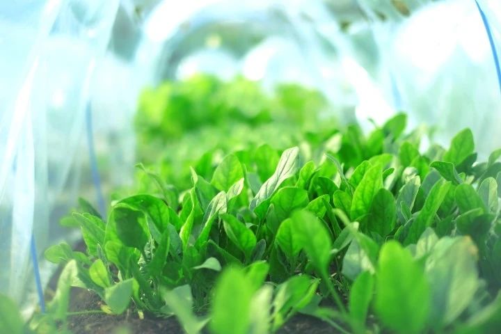 シェア畑 葛飾柴又のサムネイル画像 4