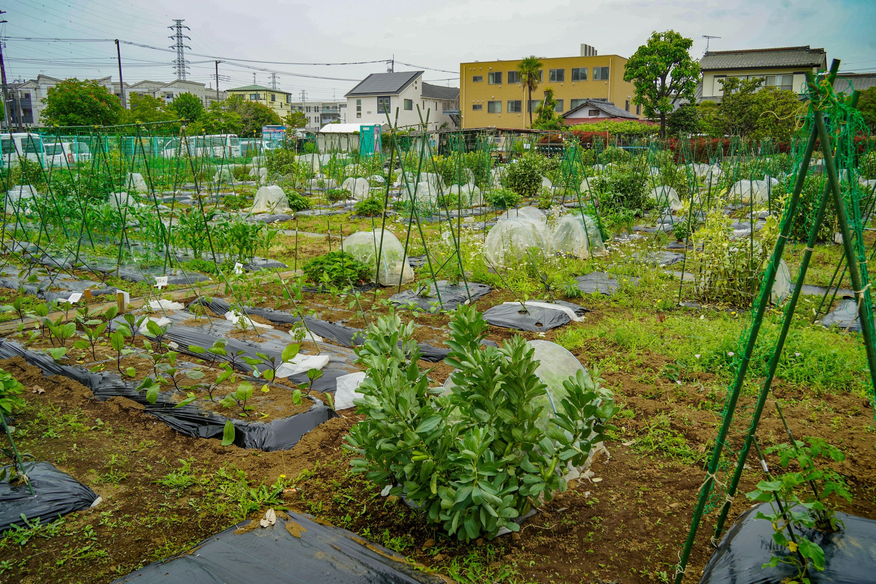 シェア畑 武蔵中原のサムネイル画像 2