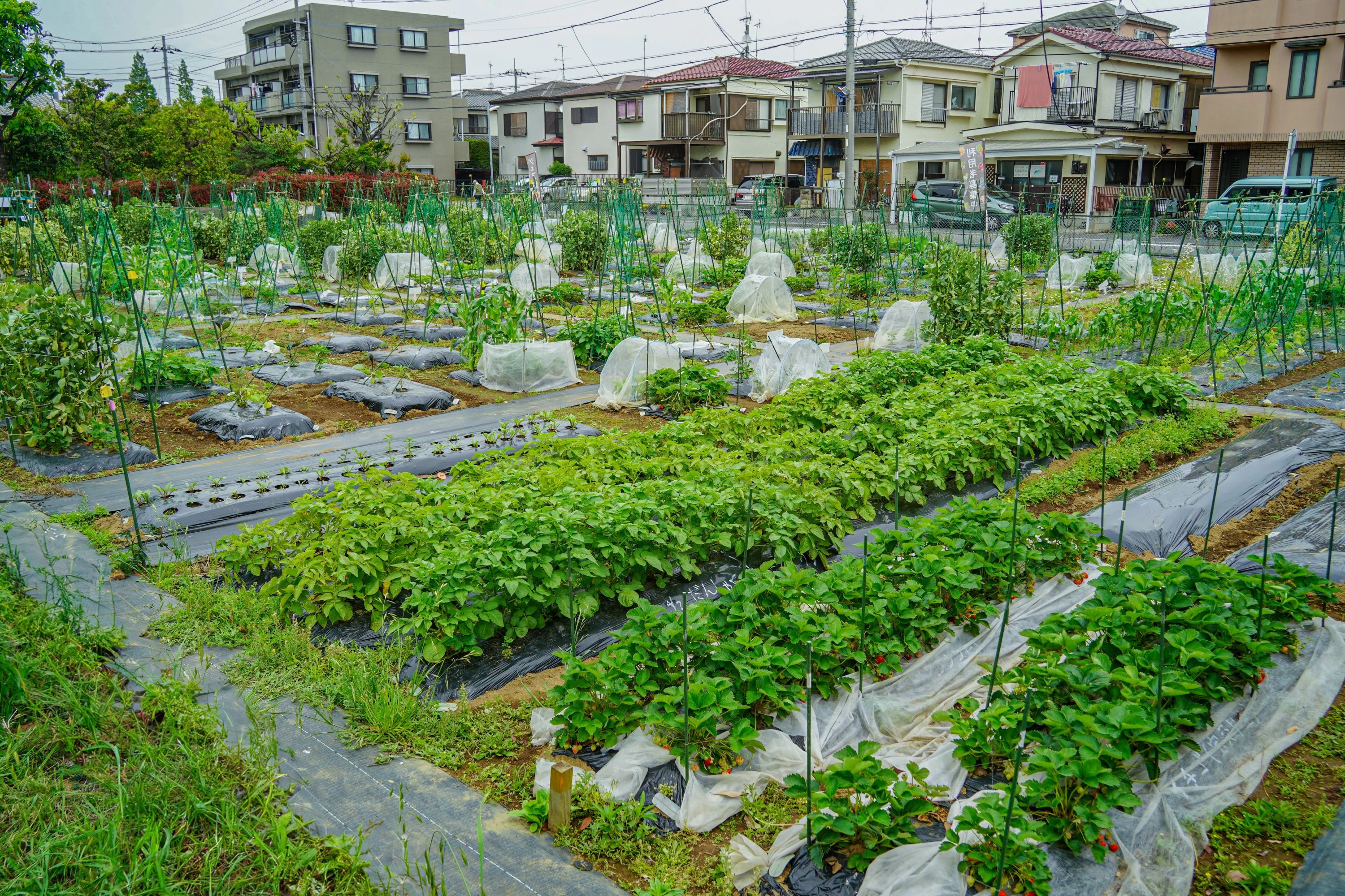 シェア畑 武蔵中原のサムネイル画像 3