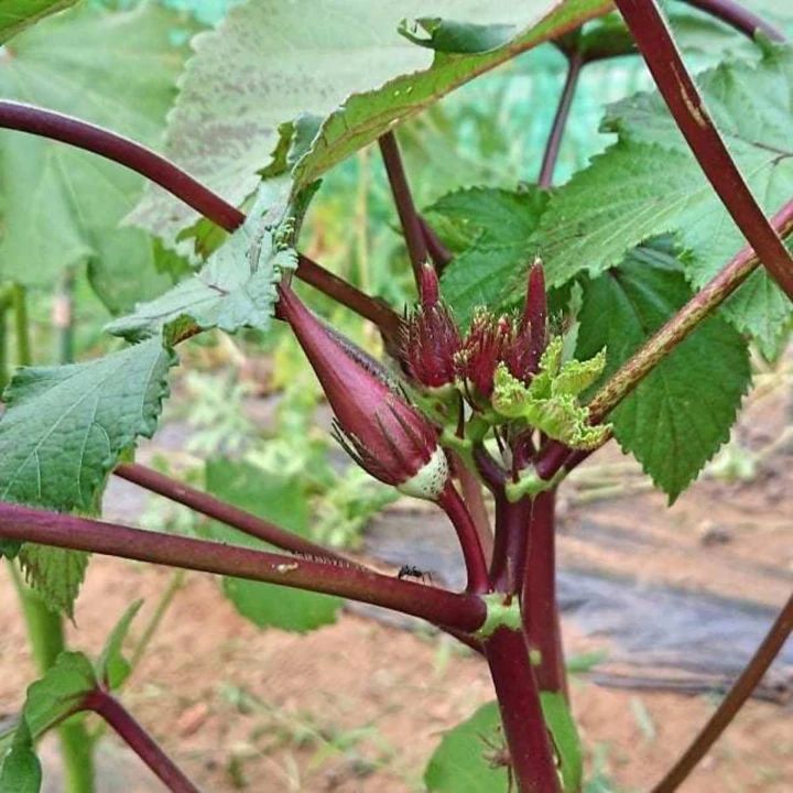シェア畑 大宮堀の内のサムネイル画像 3