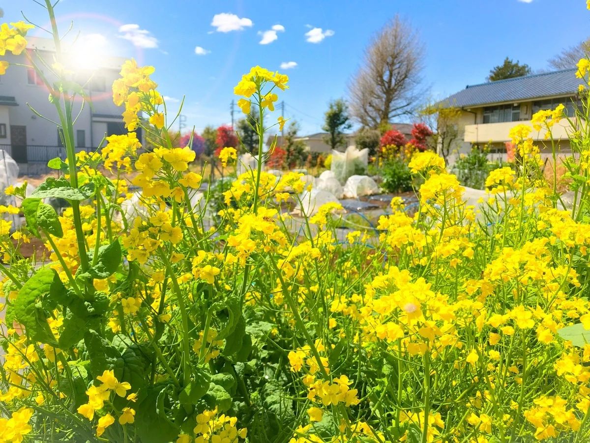 シェア畑 市川北方のサムネイル画像 5