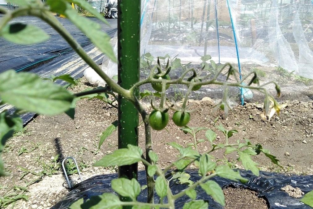 シェア畑 門真のサムネイル画像 2