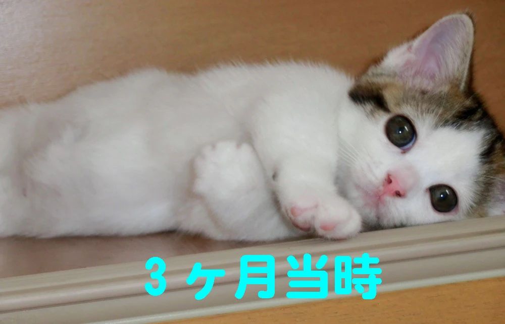 ＫＹＯＷＡＳＣＨＯＯＬのサムネイル画像 4