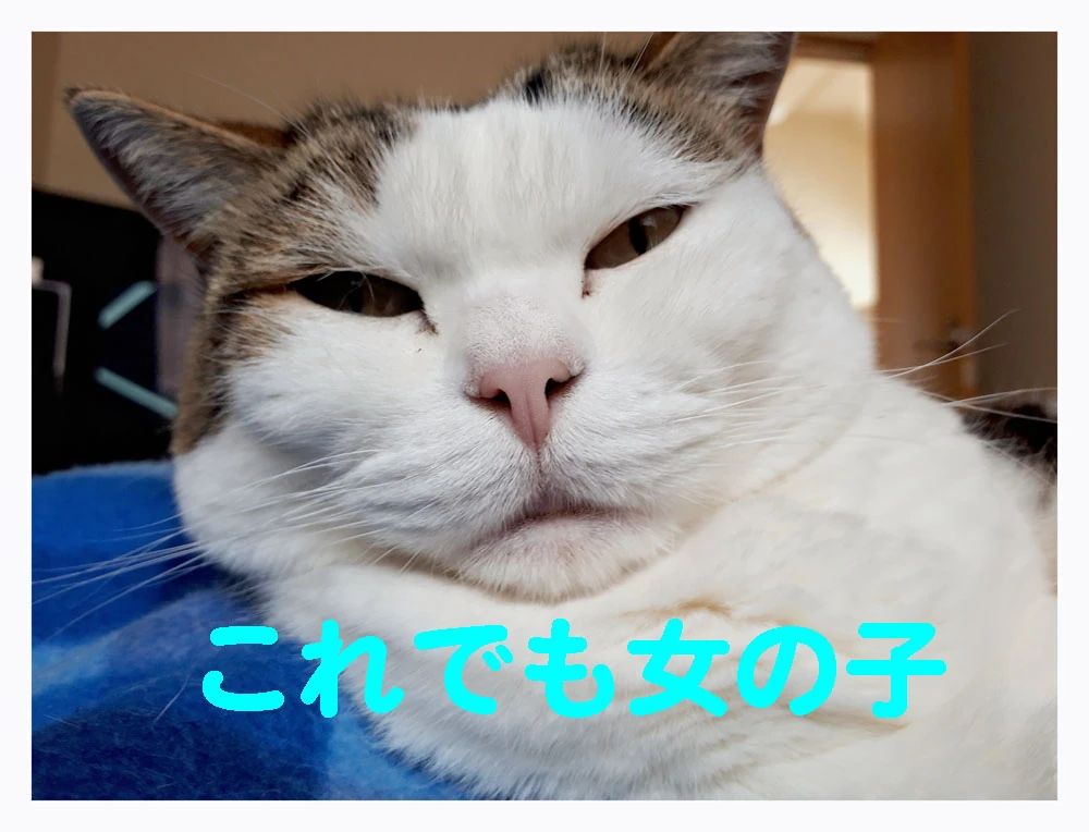 ＫＹＯＷＡＳＣＨＯＯＬのサムネイル画像 5