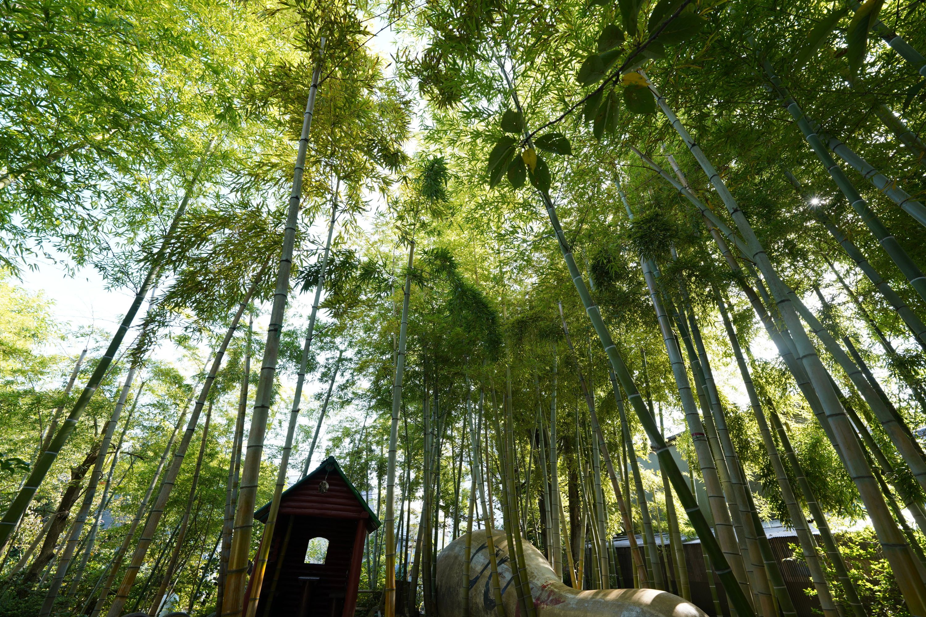 ProgLab（プログラボ） きよせ幼稚園のサムネイル画像 4