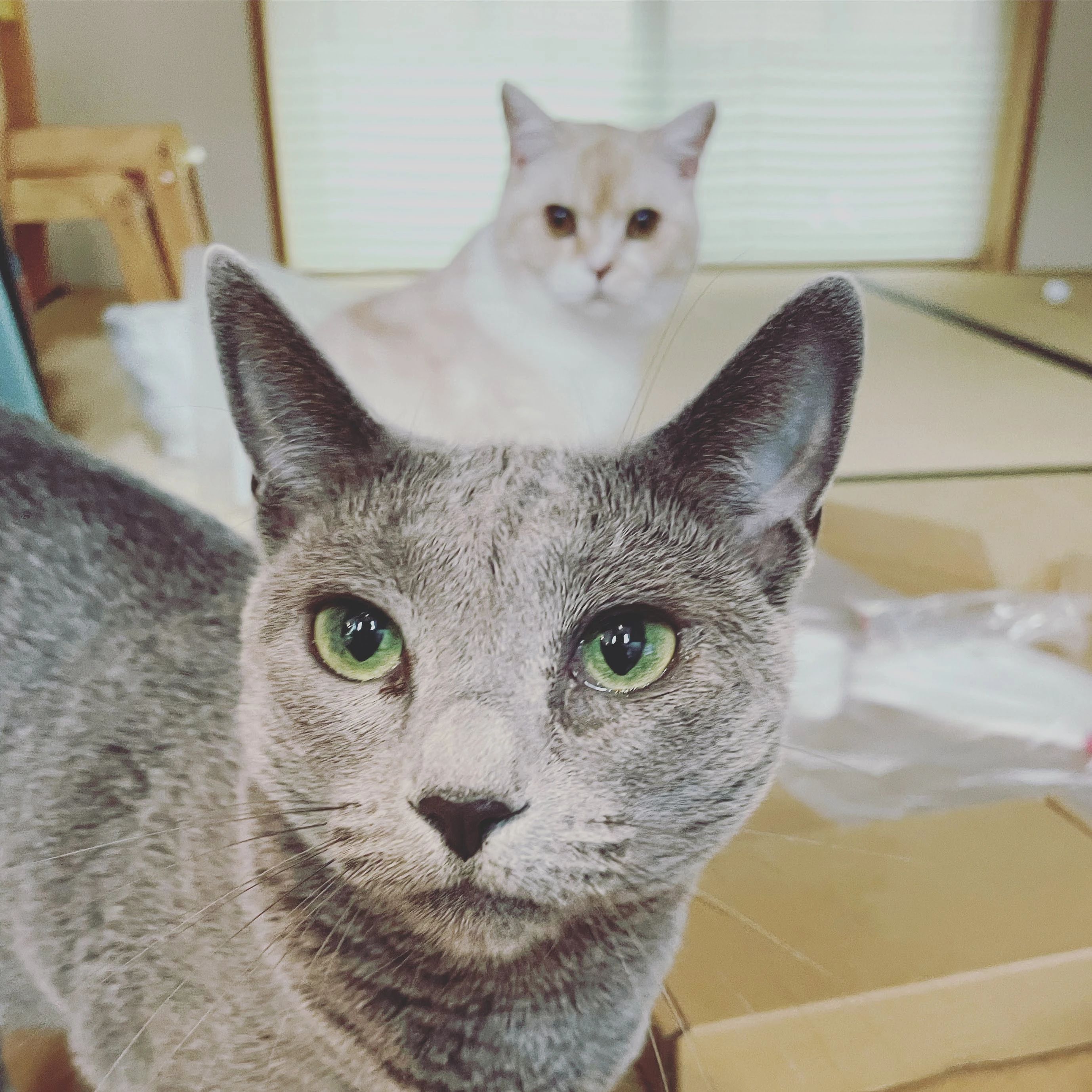 ロジカ式 古賀教室（バレッドキッズ）のサムネイル画像 3