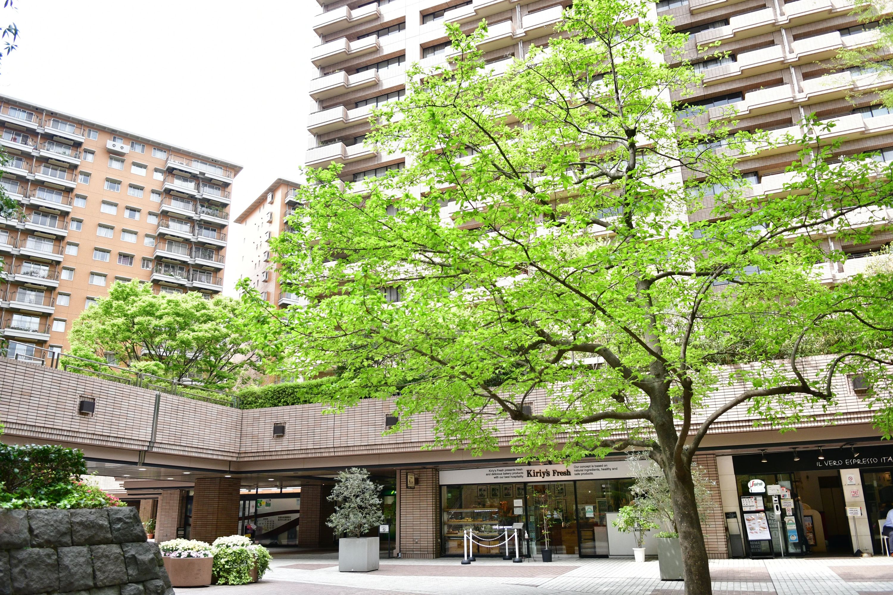 慶楓会 広尾ガーデンヒルズ教室のサムネイル画像 3