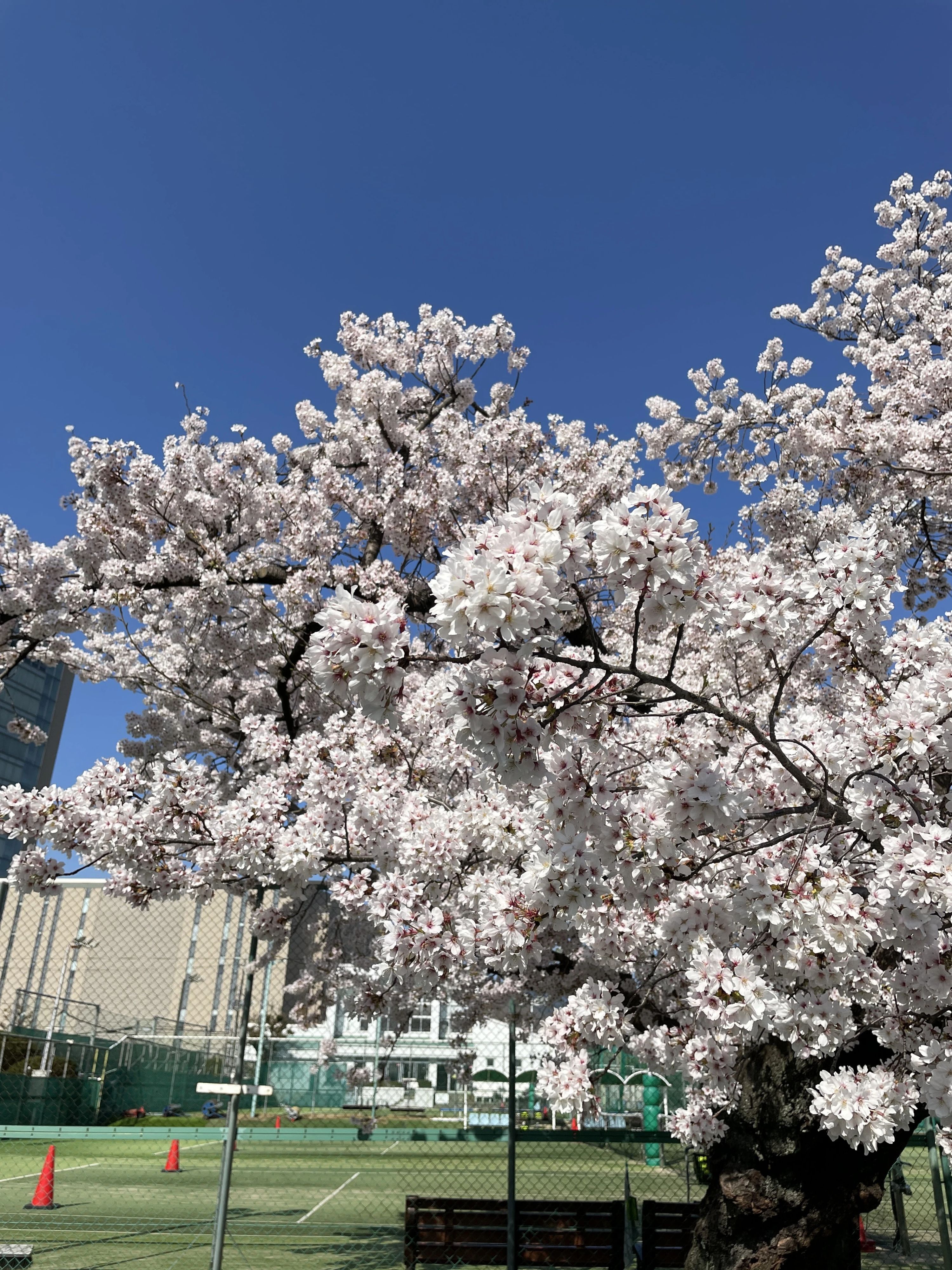 神足テニスクラブのサムネイル画像 5