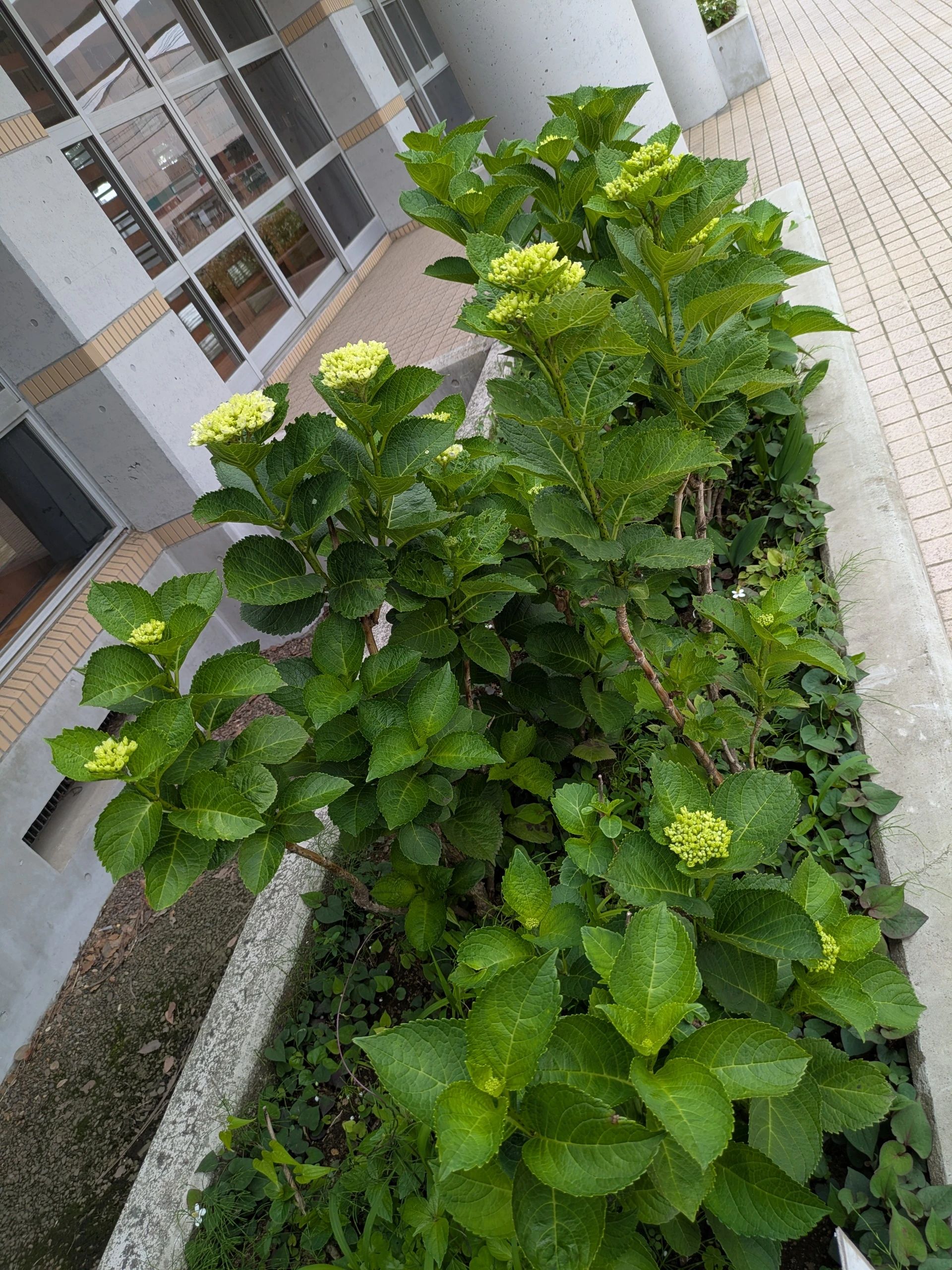 元日本代表 松永章 宮野木サッカースクール 千葉市宮野木スポーツセンター体育館のサムネイル画像 4