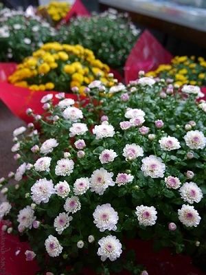 オイスカサッカークラブ オイスカ高等学校のサムネイル画像 3