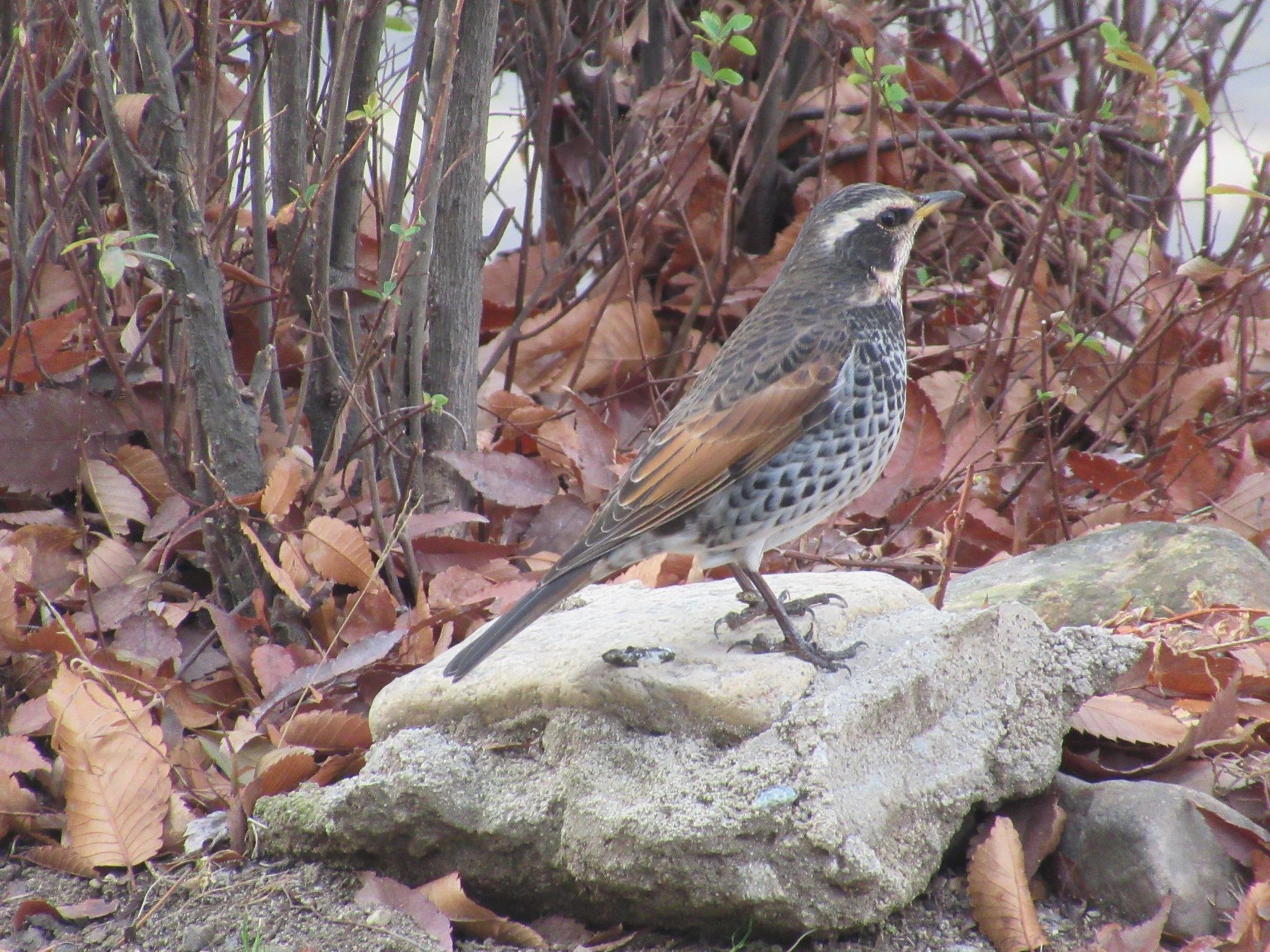 宝塚エルバイレＦＣ 兵庫県立西猪名公園のサムネイル画像 3
