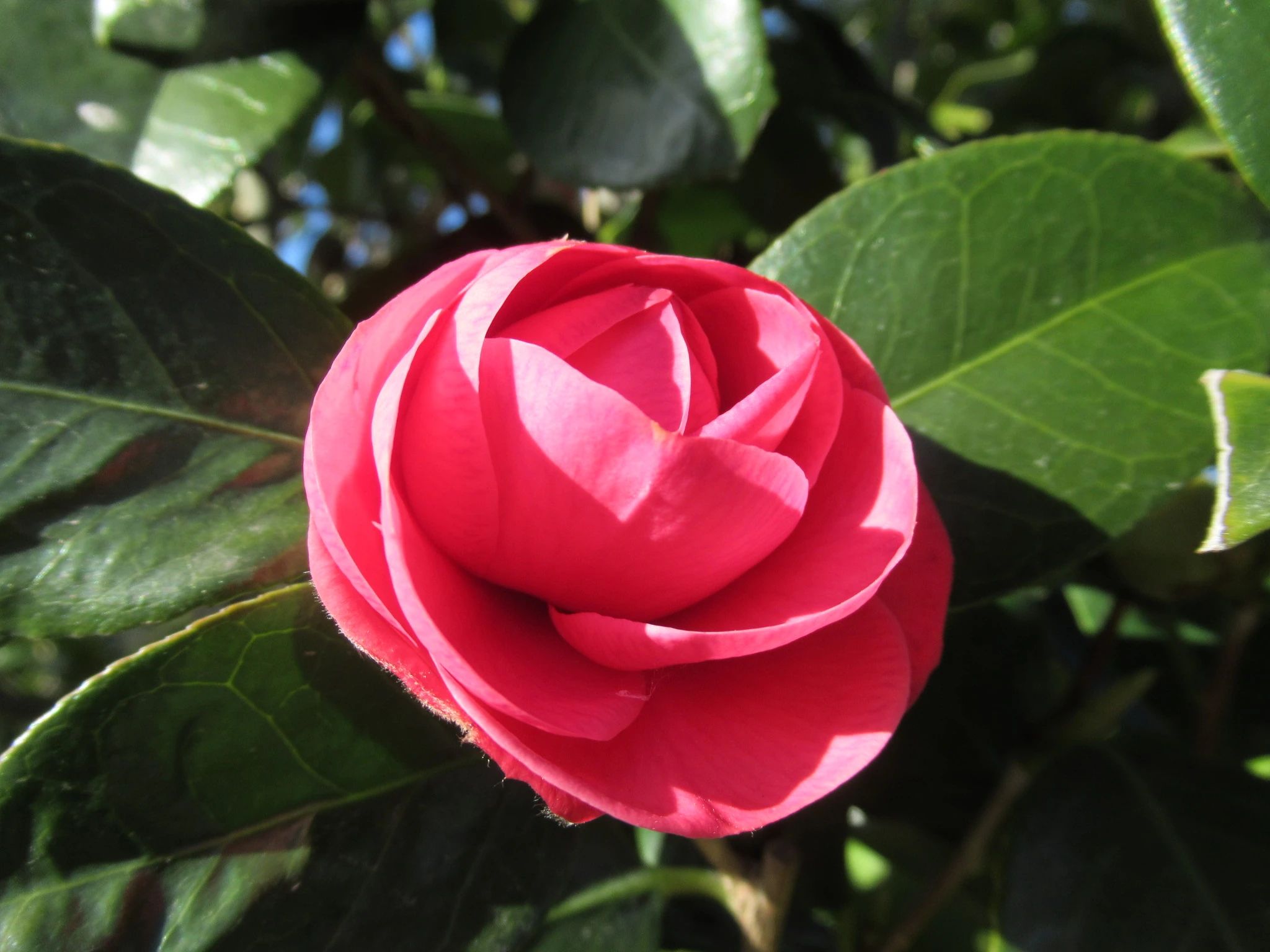 宝塚エルバイレＦＣ 兵庫県立西猪名公園のサムネイル画像 4