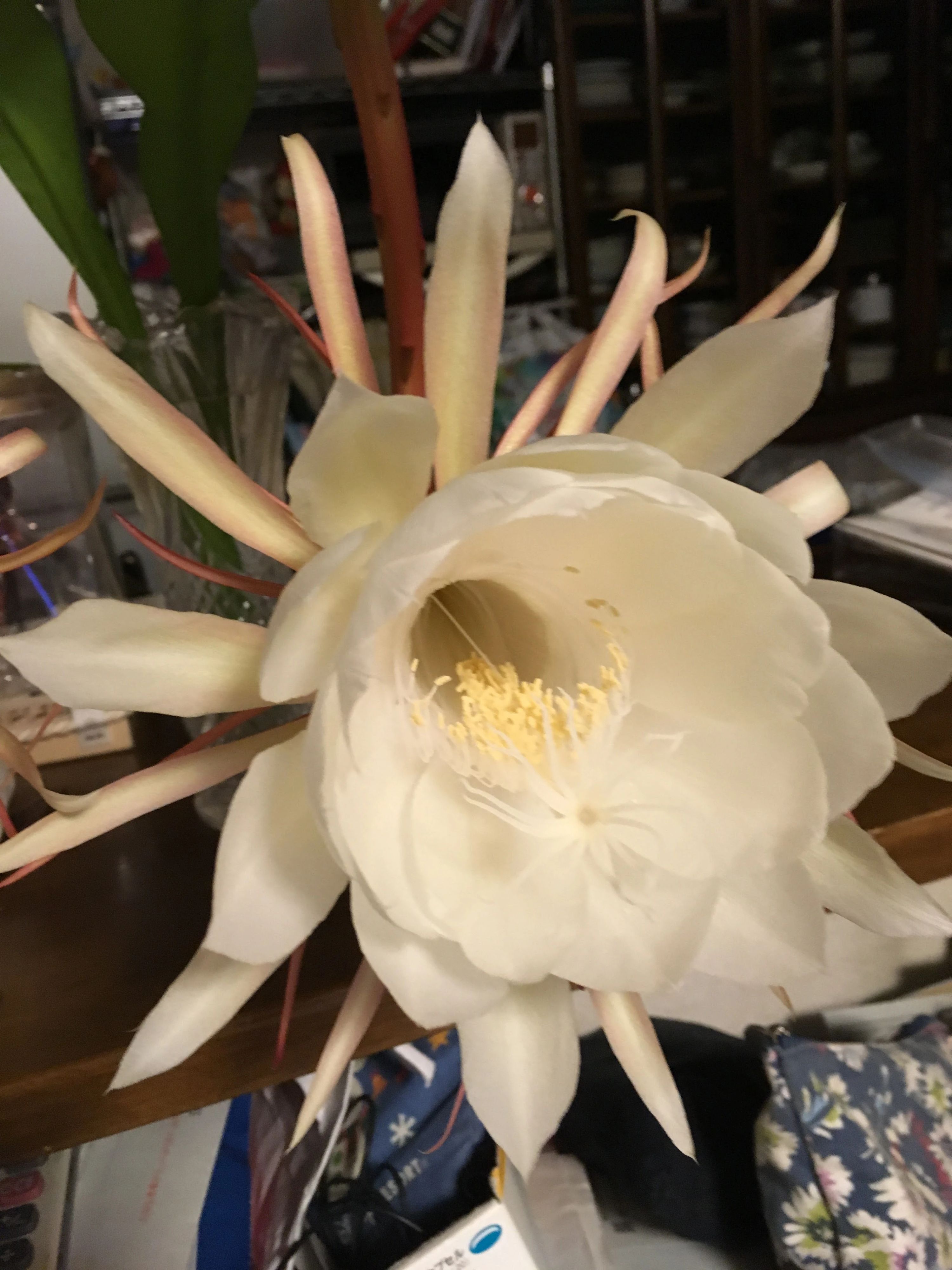 平原バレエスタジオ 山王教室のメイン画像