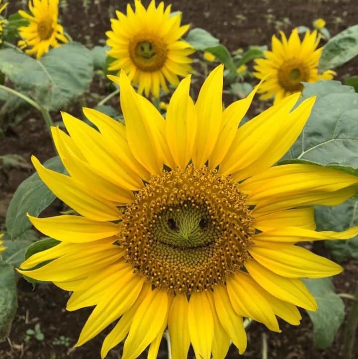 平原バレエスタジオ 山王教室のサムネイル画像 2