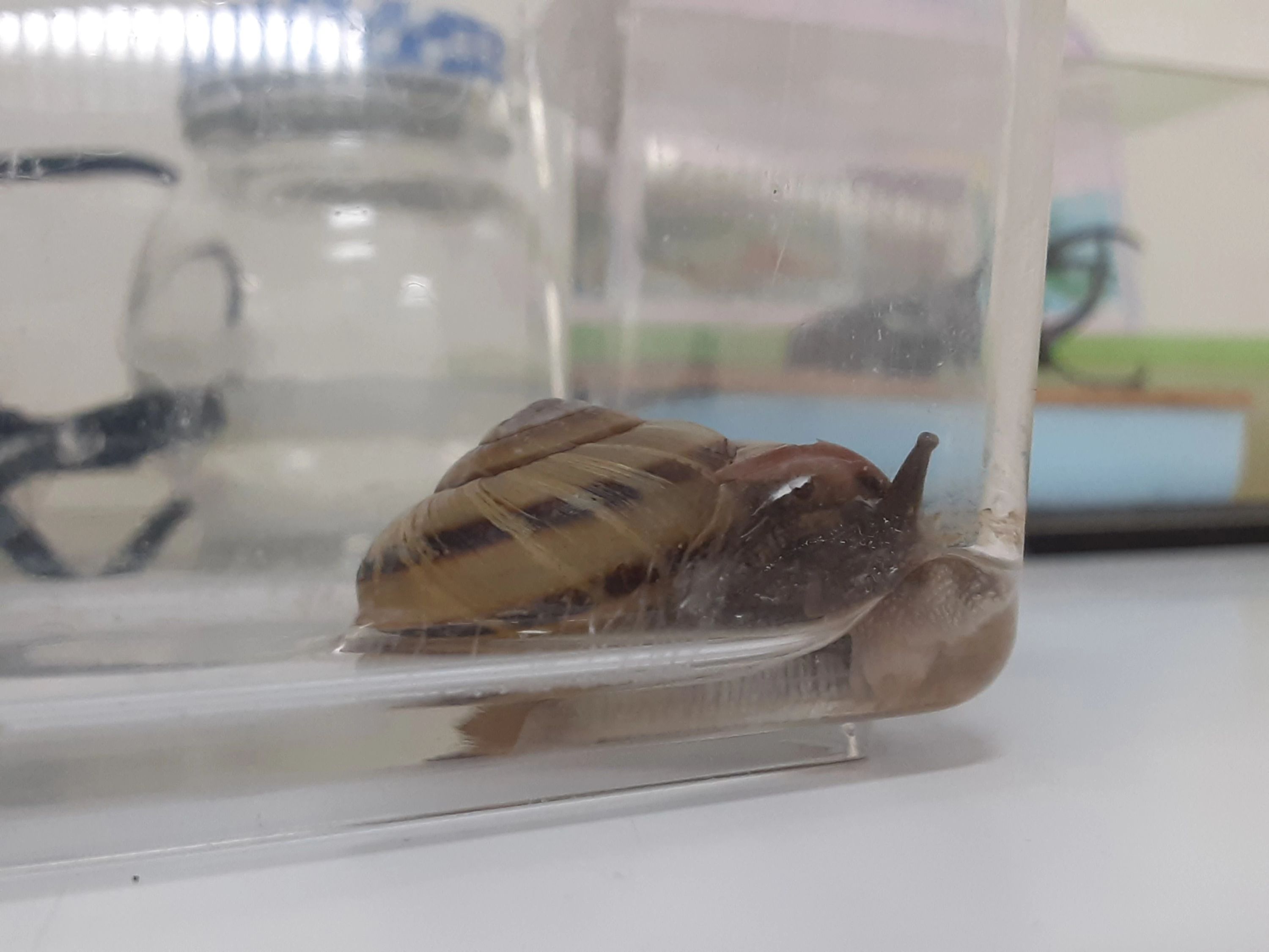 サイエンス倶楽部藤沢教室のサムネイル画像 5