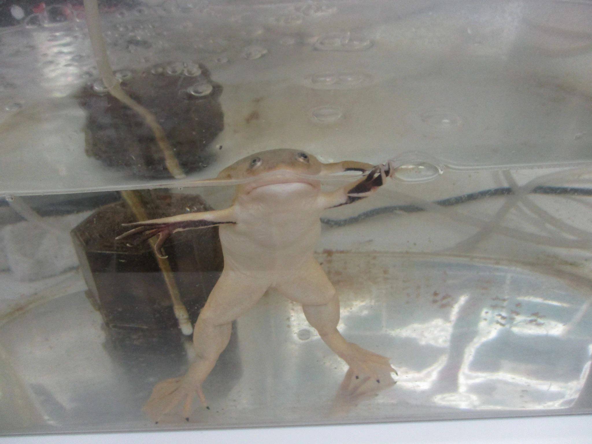 サイエンス倶楽部松戸教室のサムネイル画像 4