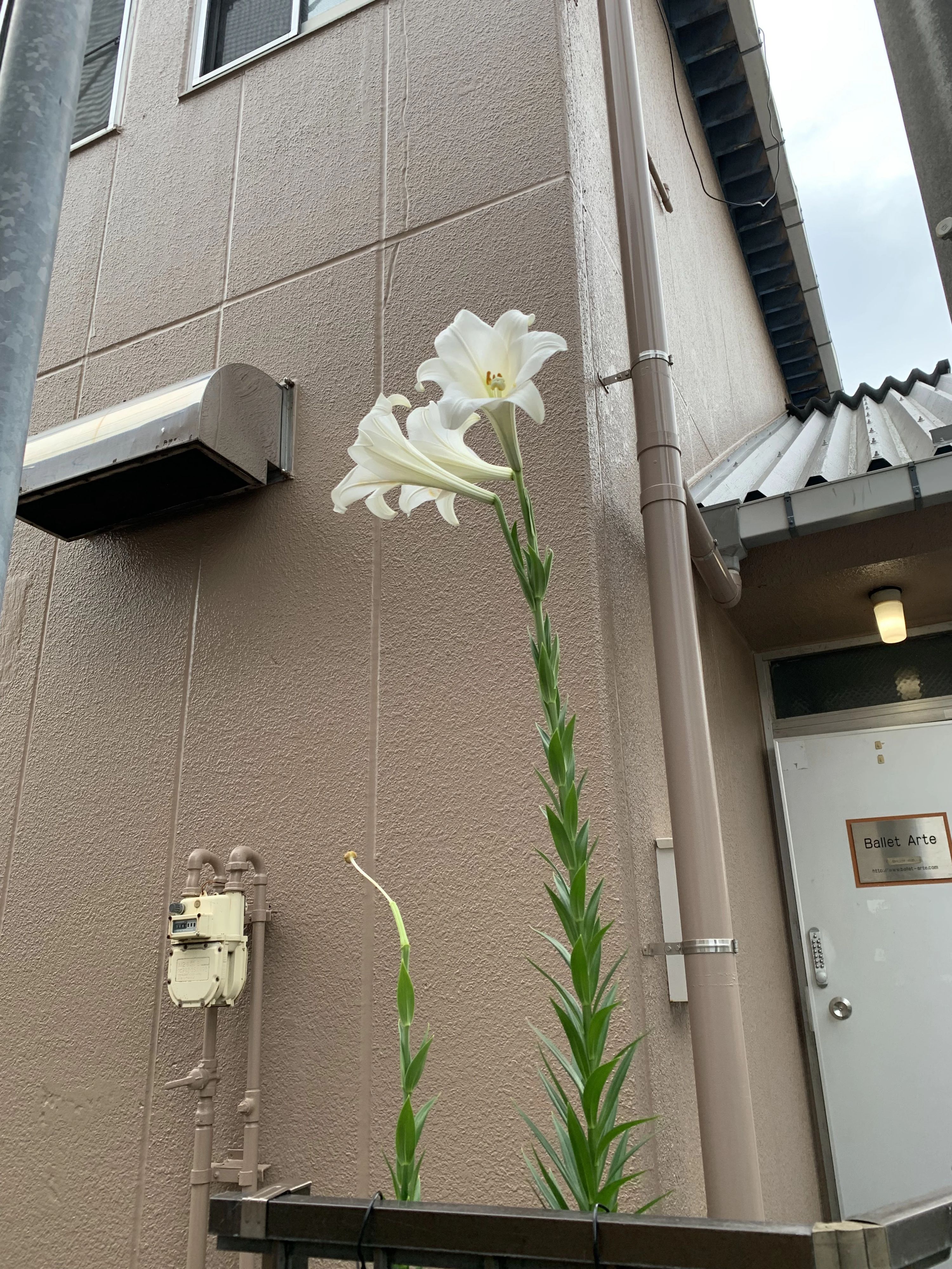 Ballet Arte(アルテ) 戸塚スタジオのサムネイル画像 5