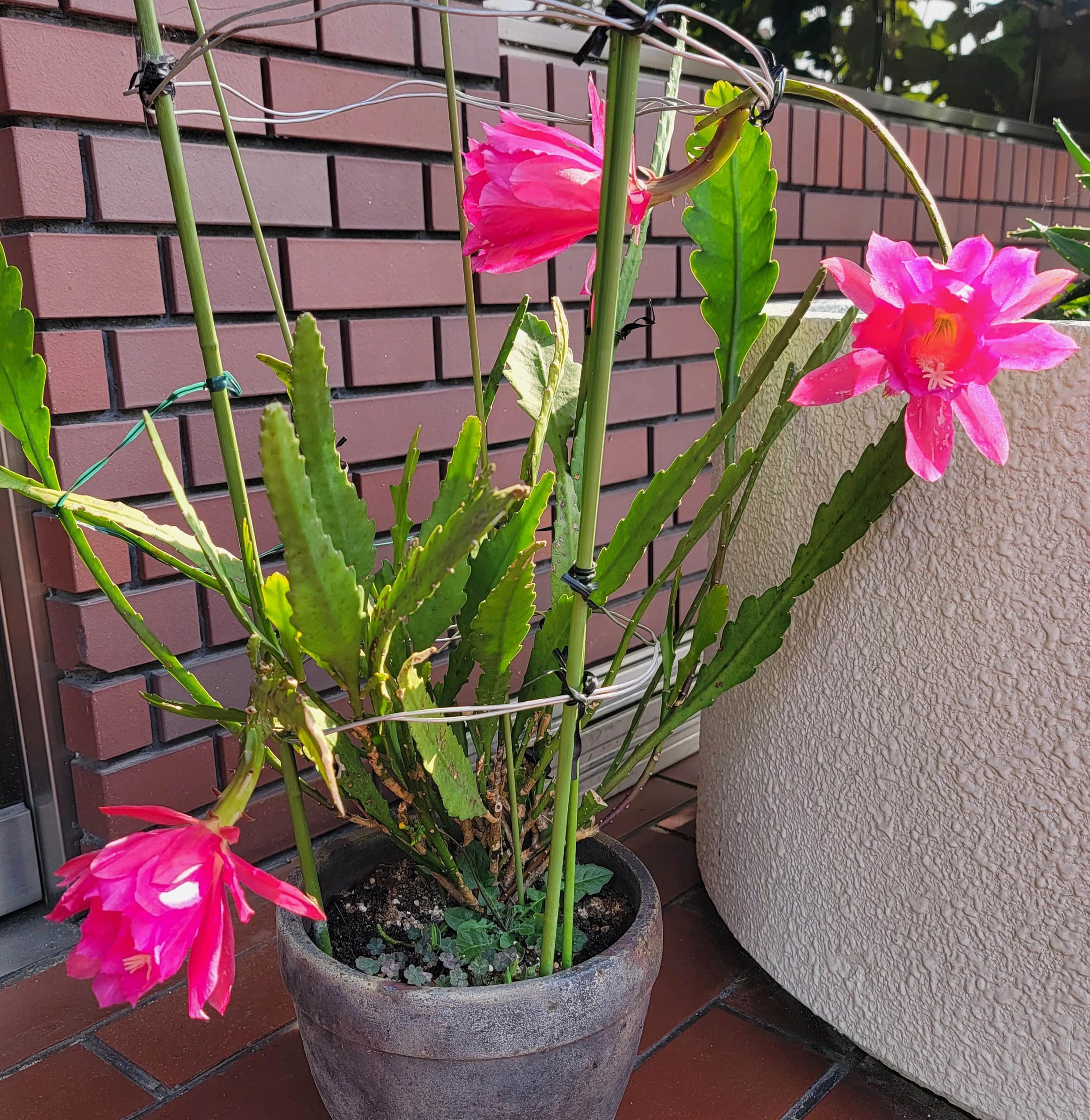 法隆寺アカデミー バレエ 斑鳩町教室のサムネイル画像 3