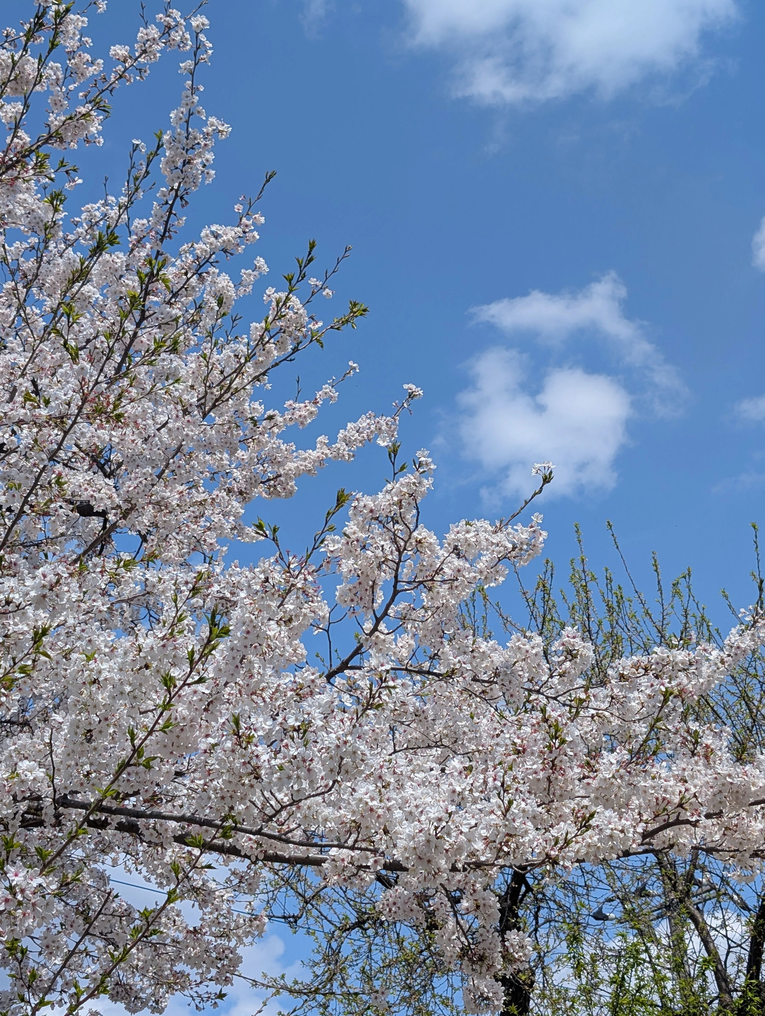 リトルベアーズ 野球 松戸市立新松戸南小学校のメイン画像