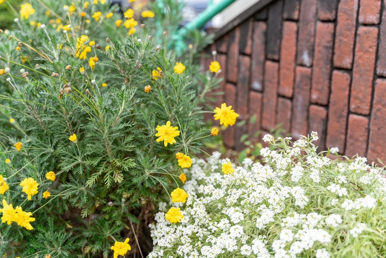 七田式富山教室のサムネイル画像 3