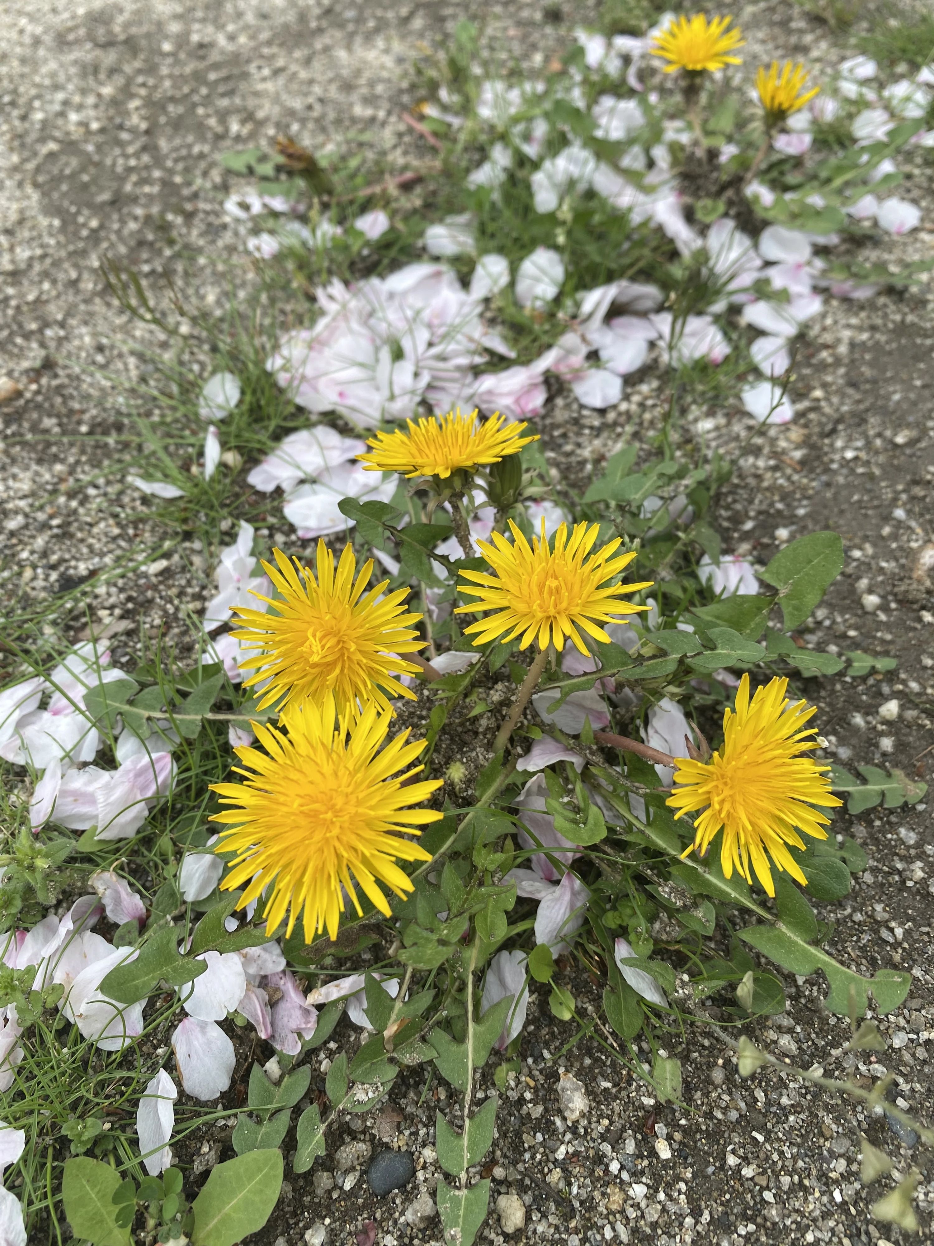 七田式鳩ケ谷教室のメイン画像