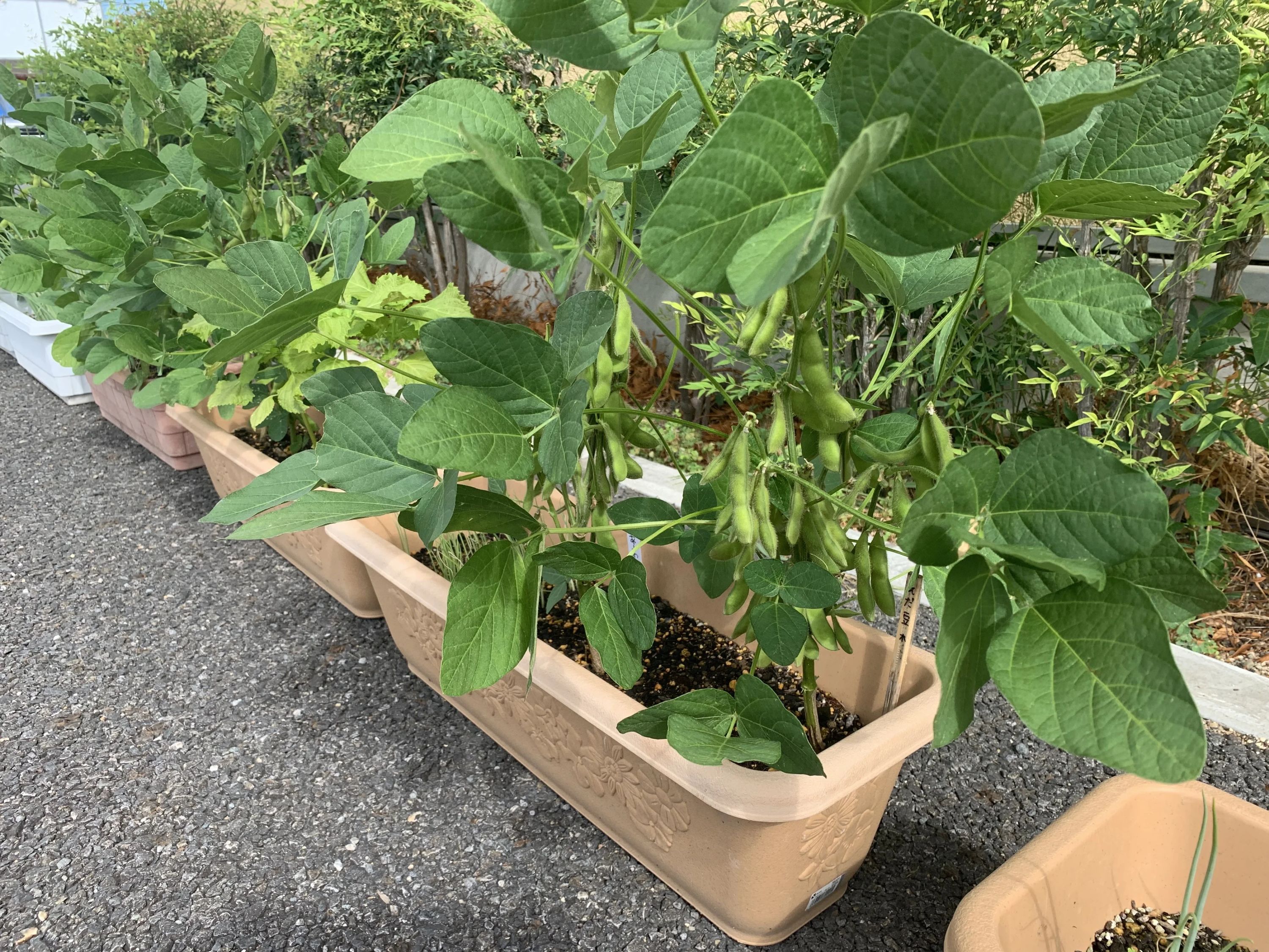 七田式水戸教室のサムネイル画像 2