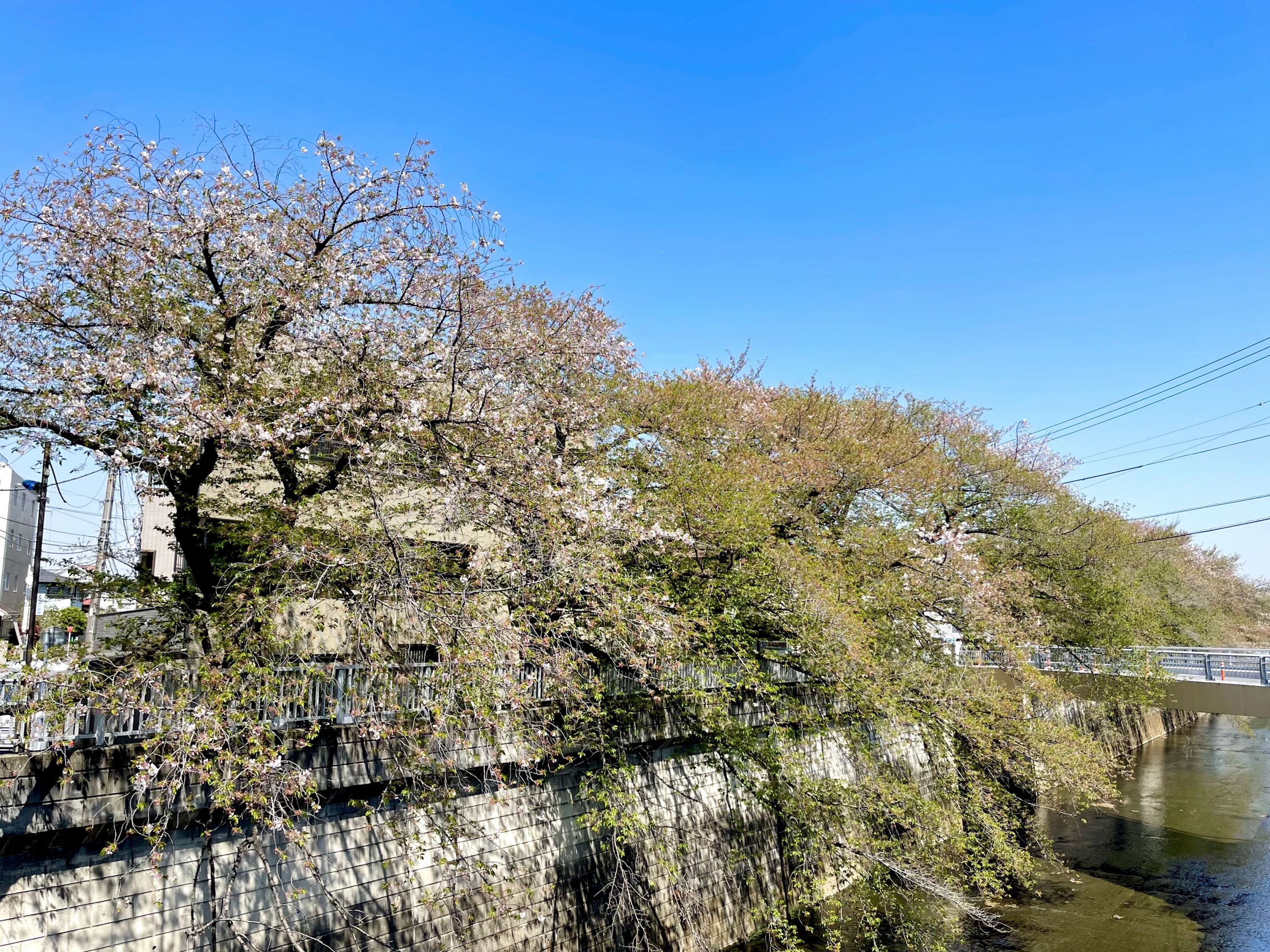 SATO DOJO(佐藤道場) 練馬教室のサムネイル画像 4