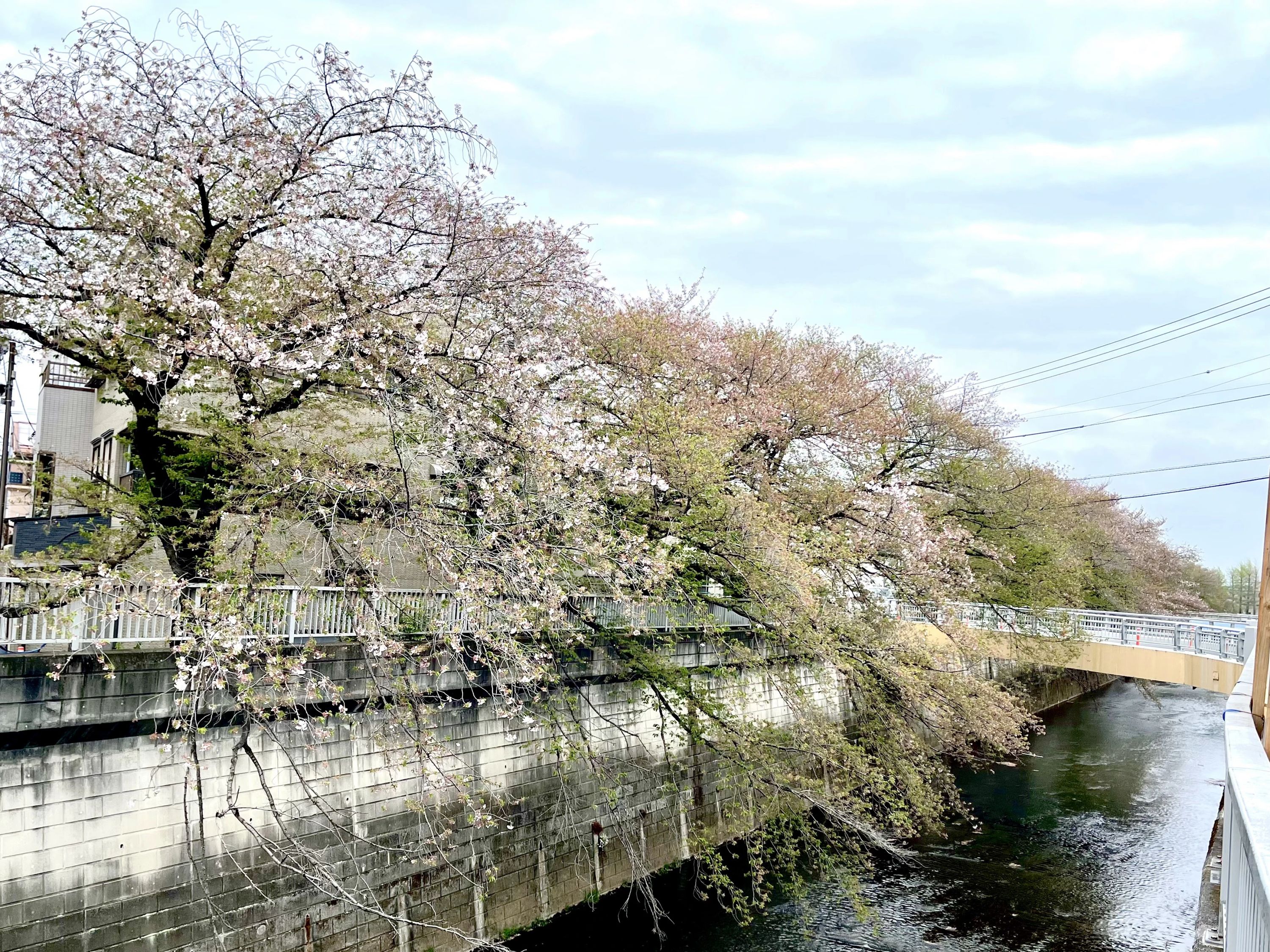SATO DOJO(佐藤道場) 練馬教室のサムネイル画像 5