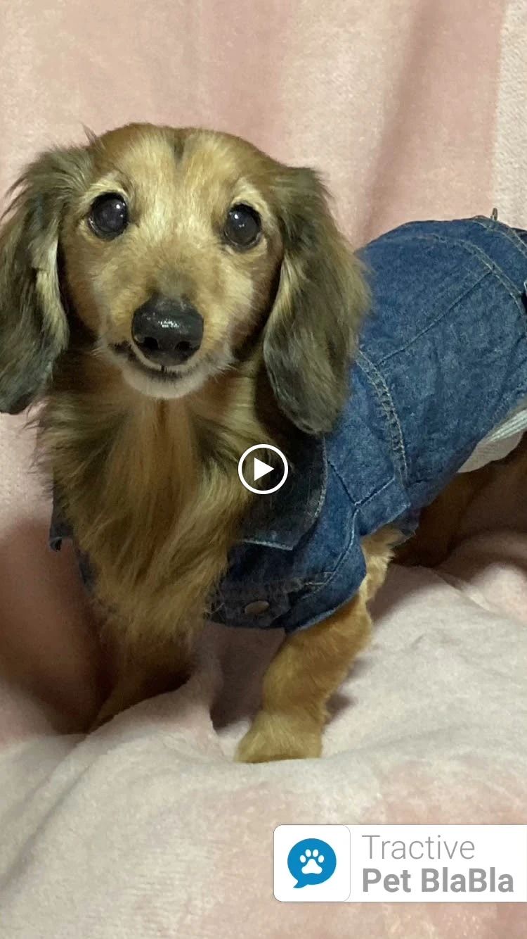 よ－ちゃんだんすすたじお ダンス 二ツ橋教室のサムネイル画像 3