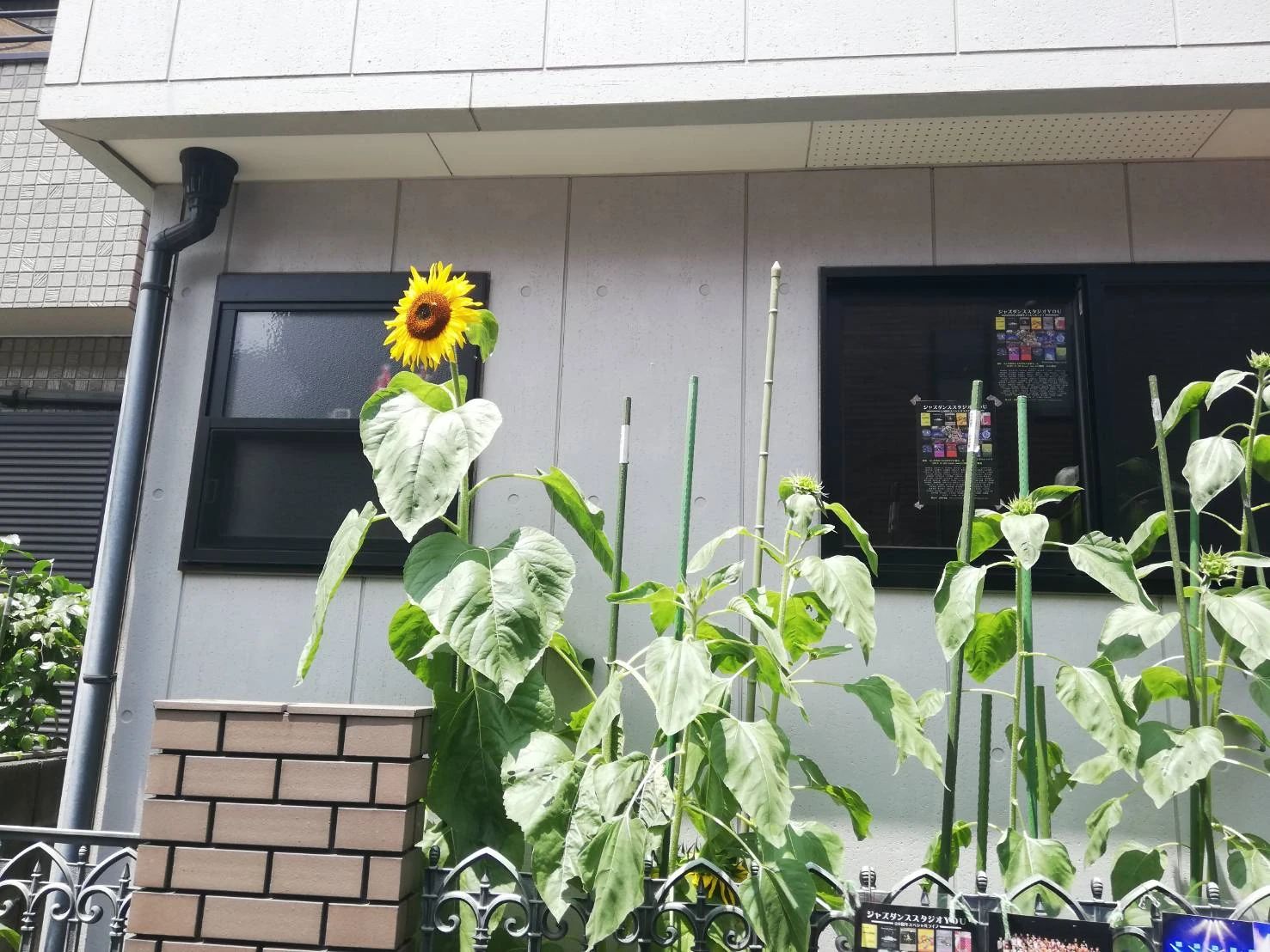 ジャズダンスYOUのメイン画像