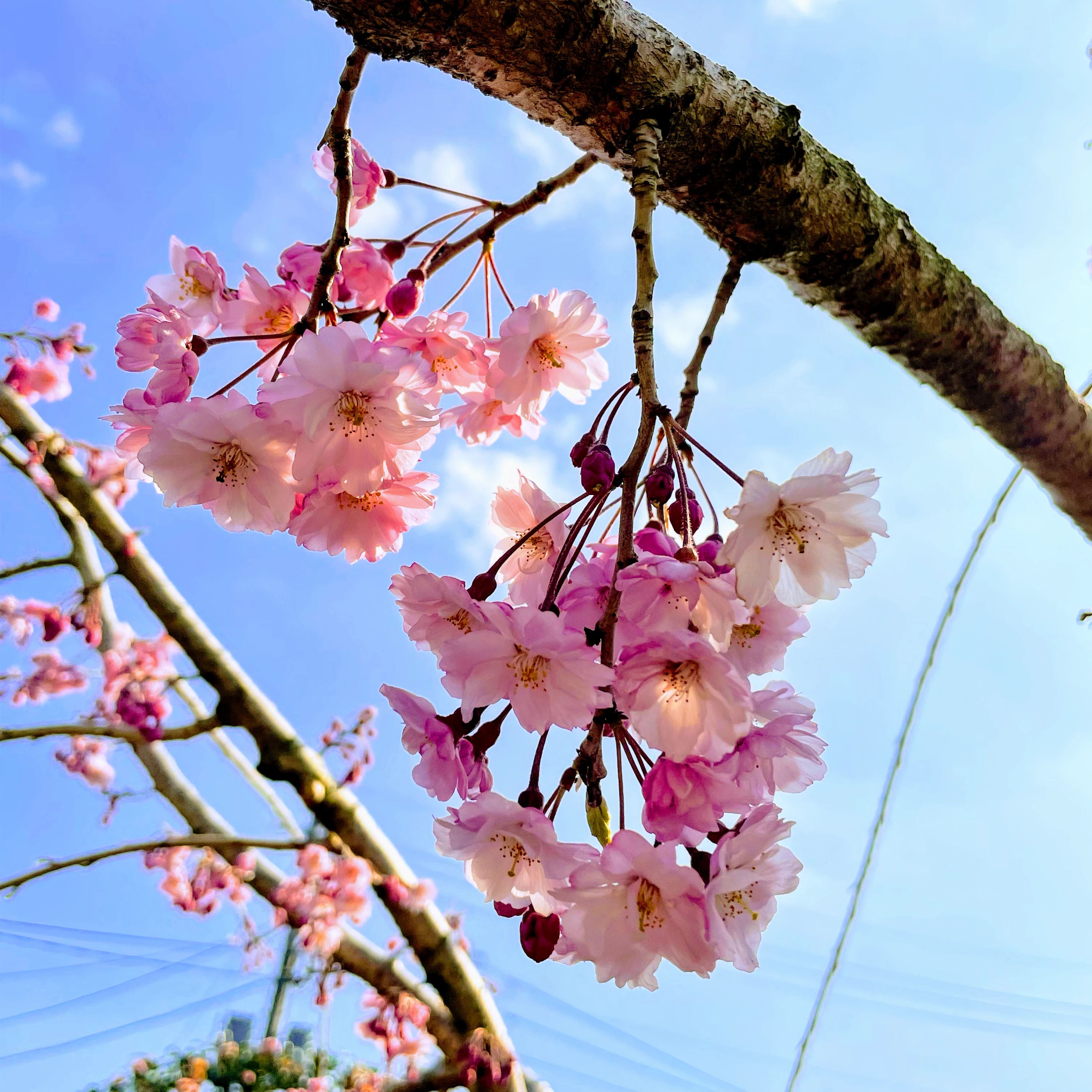 山口ダンススクール 上籠谷教室のサムネイル画像 3