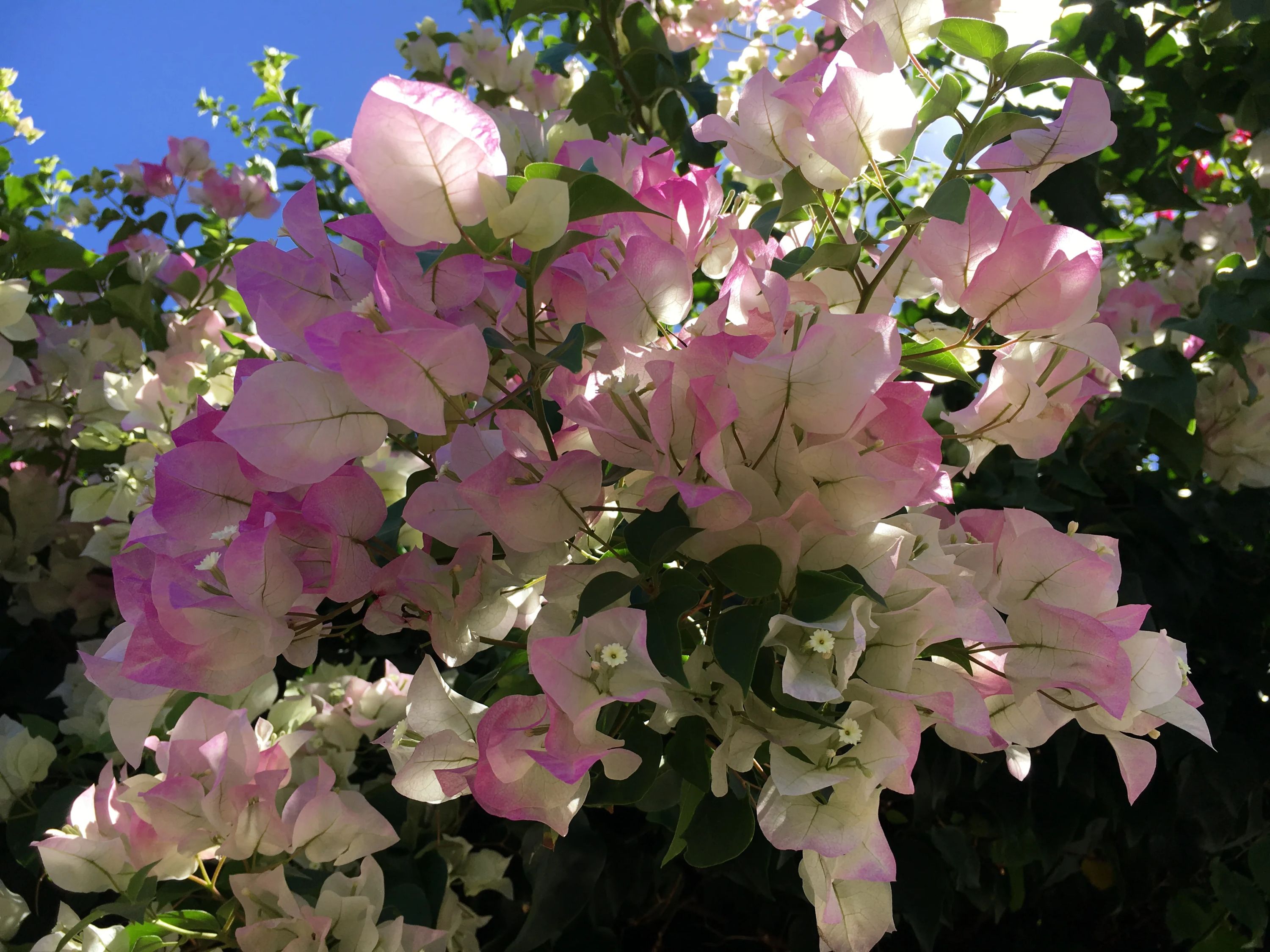 Makana Aloha(マカナアロハ) ダンス 和泉教室のメイン画像