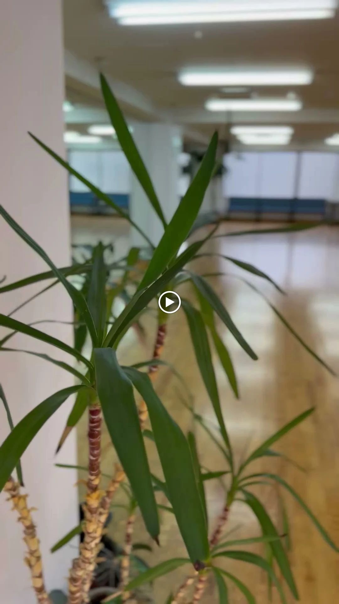 備後ダンススクール 備後教室のサムネイル画像 2