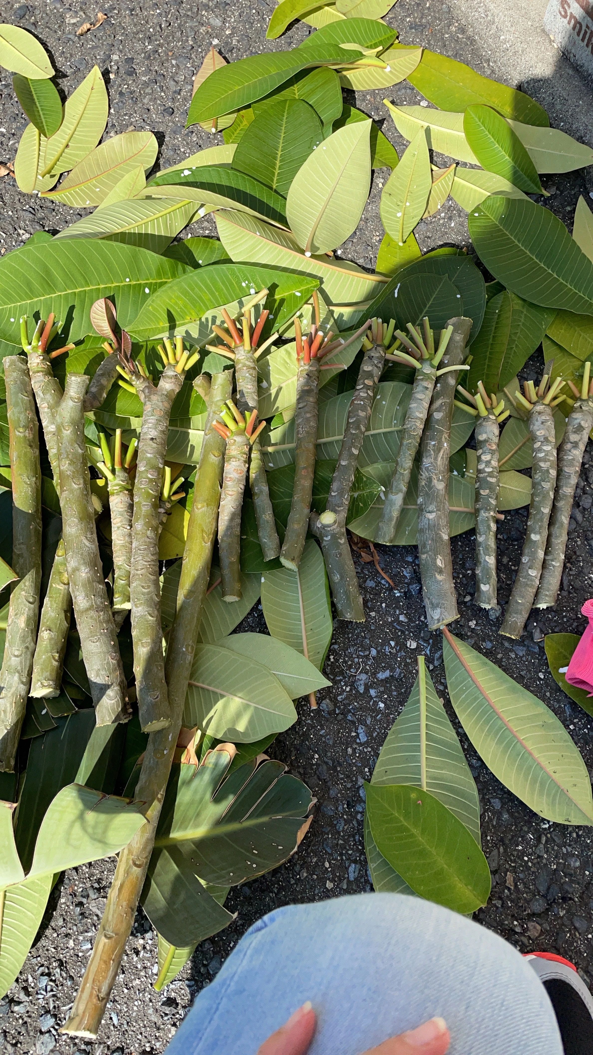 HAWAI'IAN STUDIO ダンス 鳳西町教室のサムネイル画像 5