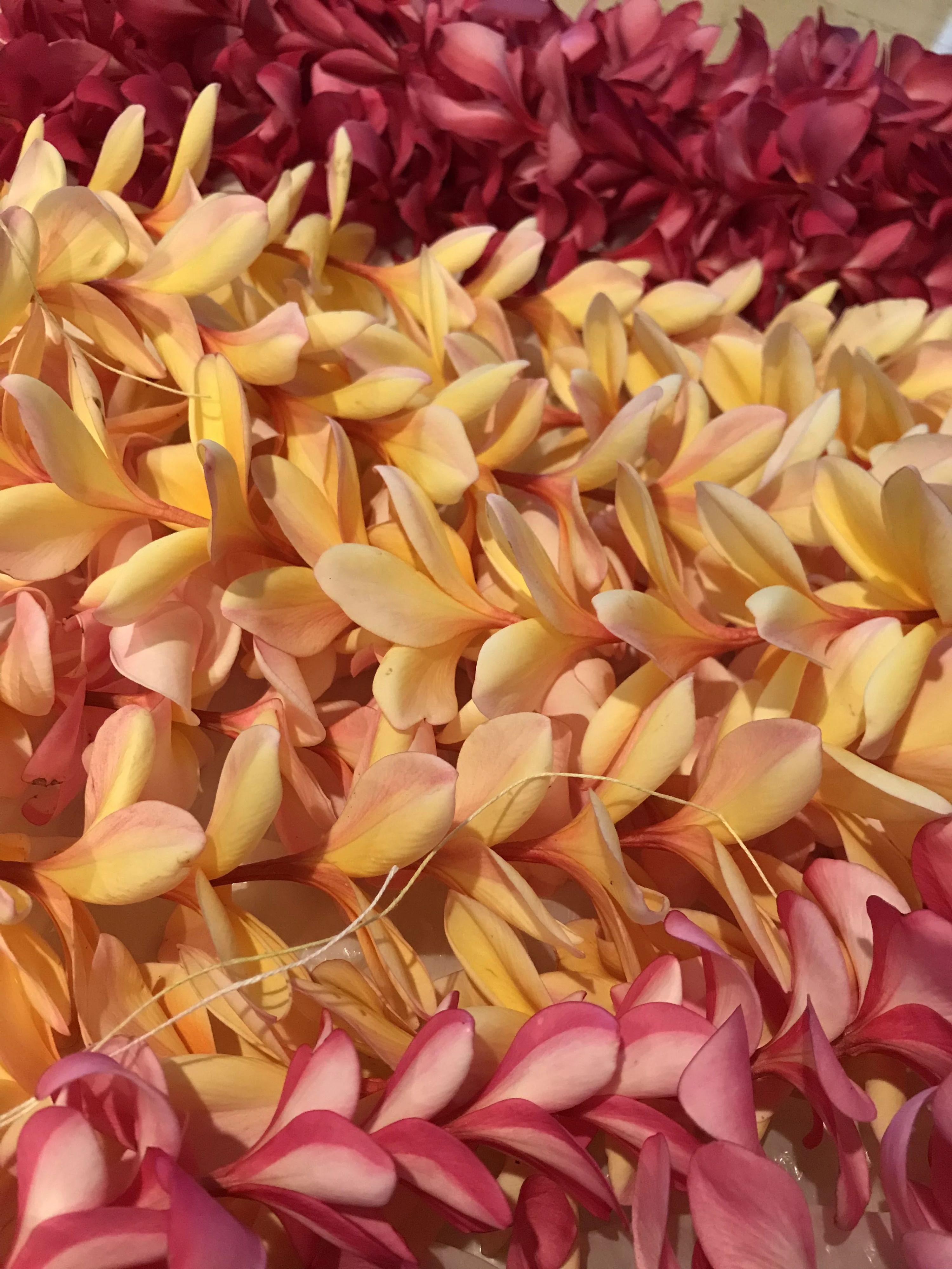 Hula Hui O Ka Ulu Kupukupu ダンス 加古川教室のサムネイル画像 2