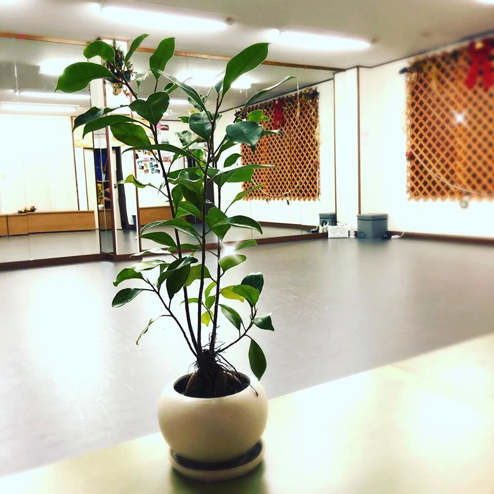 KOOKies(クーキーズ) studio ダンス 花園内畑町教室のメイン画像