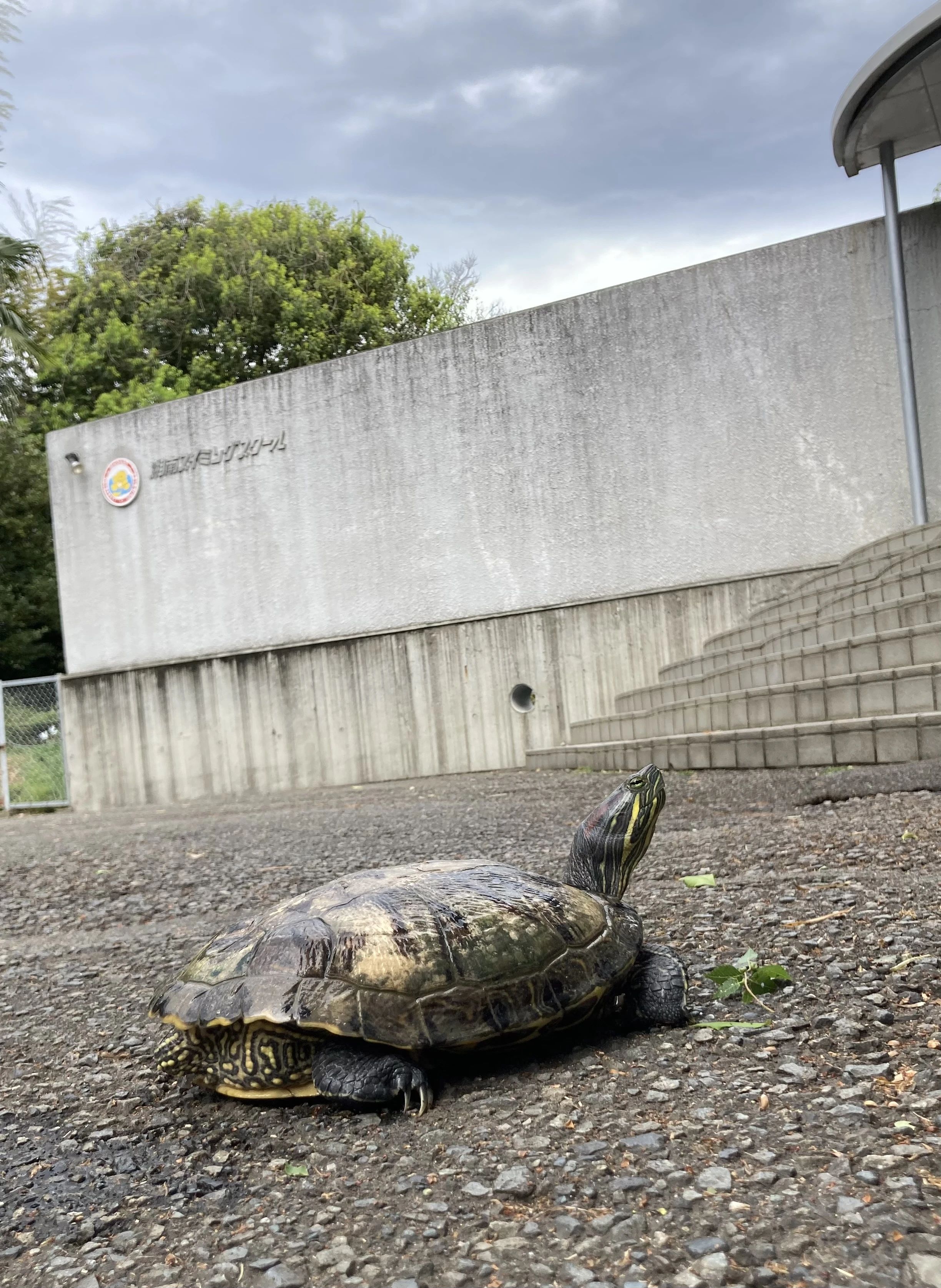 湘南スイミングスクール 茅ヶ崎校のメイン画像