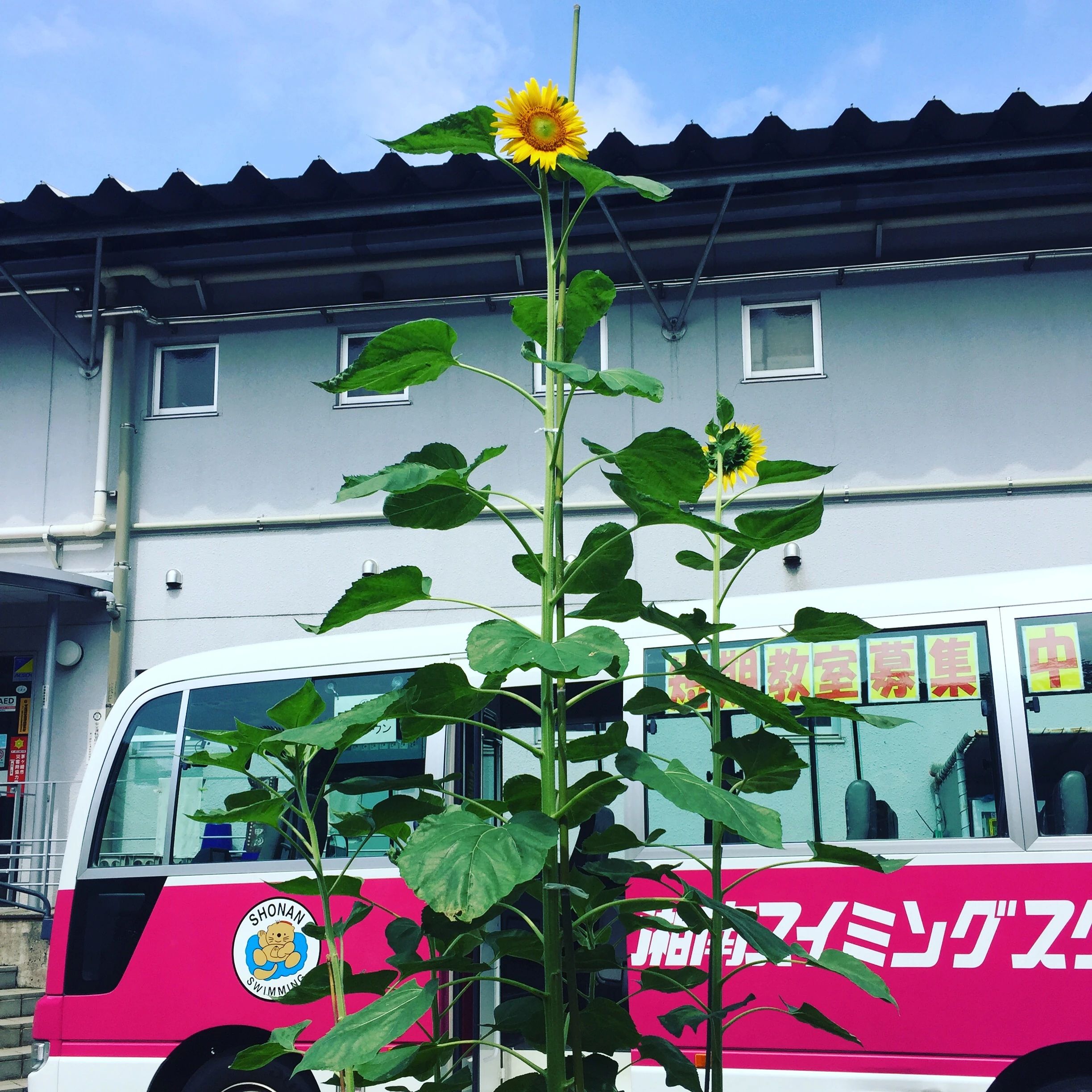 湘南スイミングスクール 茅ヶ崎校のサムネイル画像 5